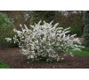 Вишня железистая Альба Плена (Prunus glandulosa  Alba Plena) С2